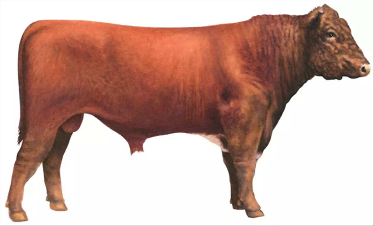 022年运势生肖运势详解