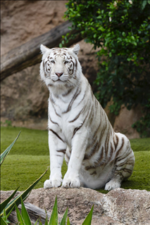 024年龙年宜生子的属相父母