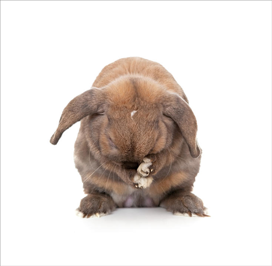 十二生肖日历表 十二生肖顺序表及年龄