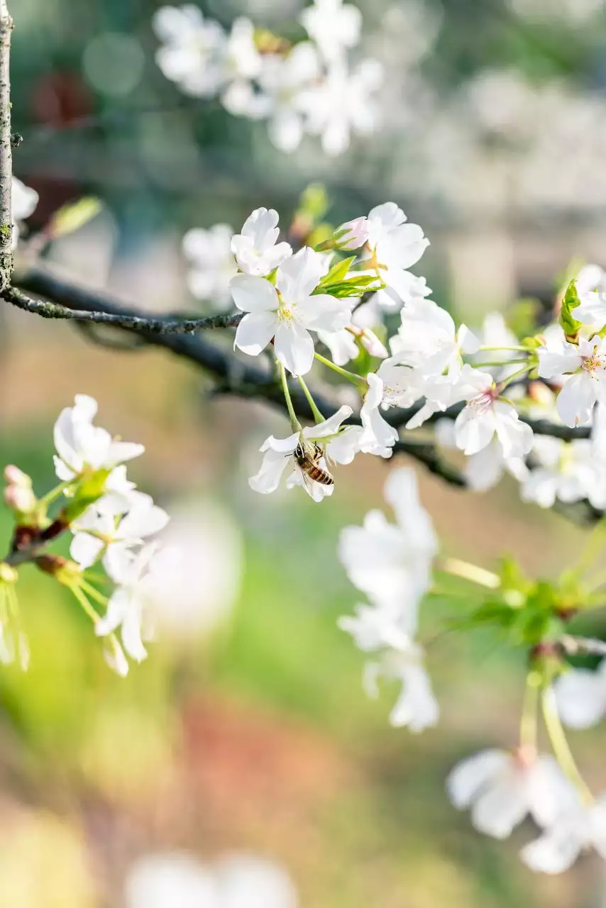 虎年2022生男生女表 属虎今年怀孕是男是女