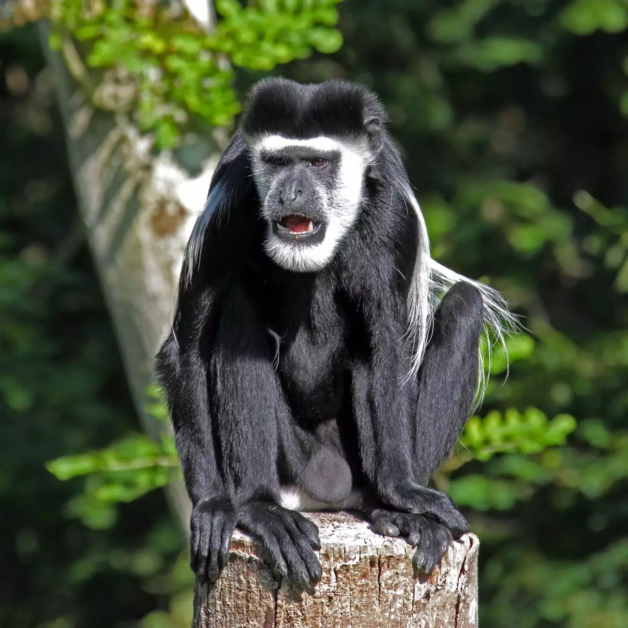 属猴2022年有三喜 属猴哪天出生最好