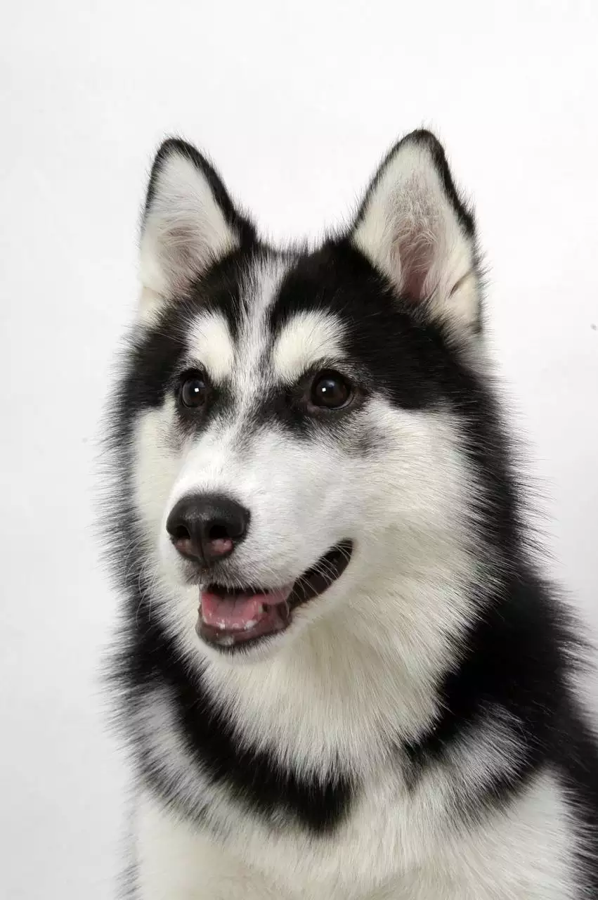 属狗1994山头火命详解 属猴山头火命人的性格