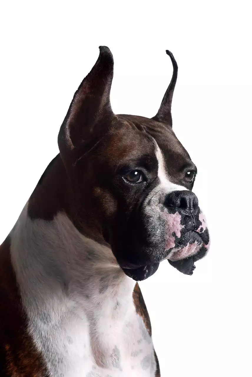 属狗1994山头火命详解 属猴山头火命人的性格