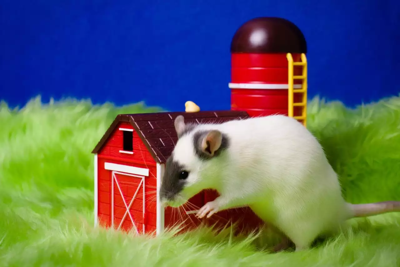 十二生肖年龄表 十二生肖出生年份表