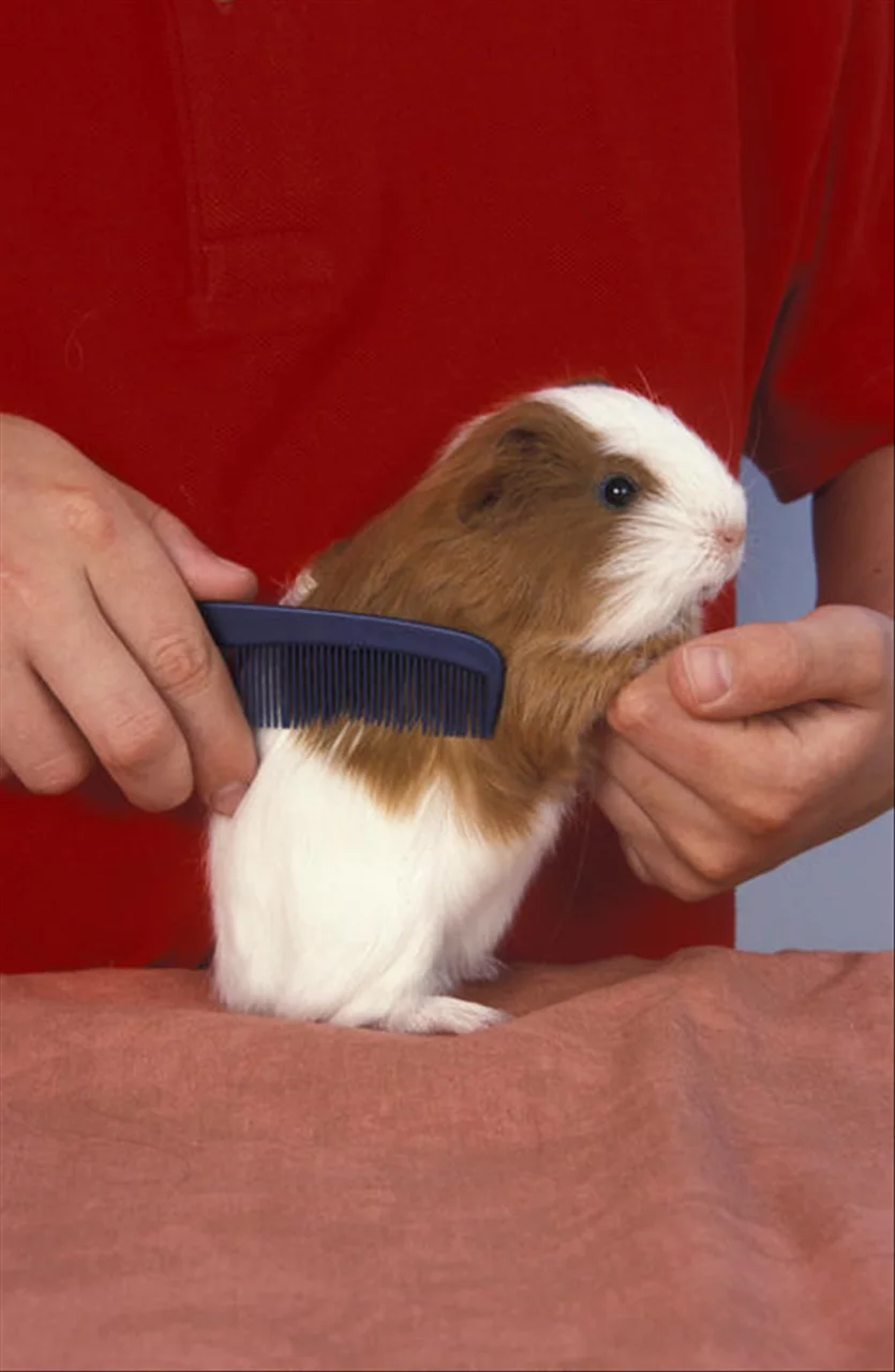 6年属鼠女最佳婚配表