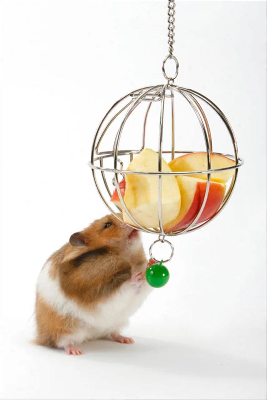 6年属鼠女最佳婚配表