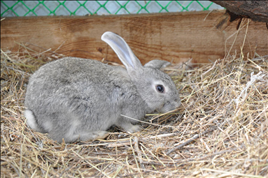 属兔女最佳婚配属相 属兔女人要嫁你的表现