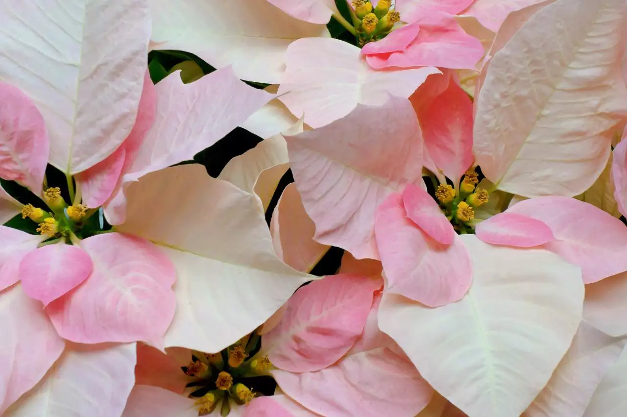 免费测正缘什么时候到 免费算命何时遇到正缘