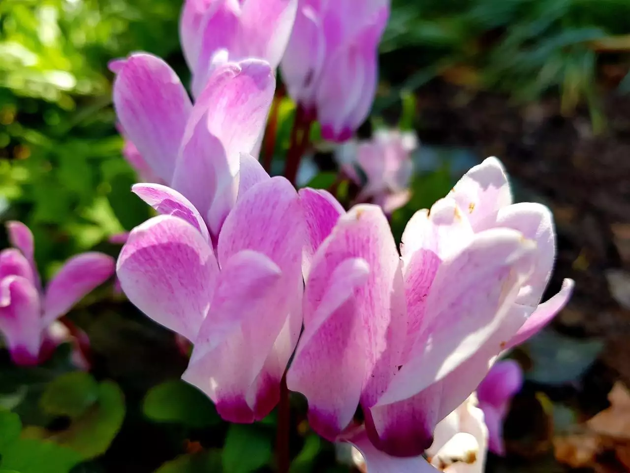 免费个人星盘查询分析 免费精准星盘分析