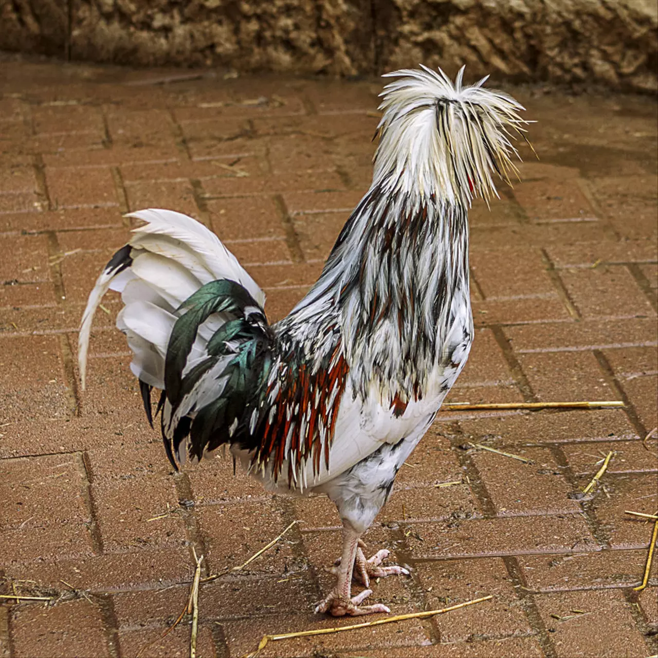 022年属鸡人的财运