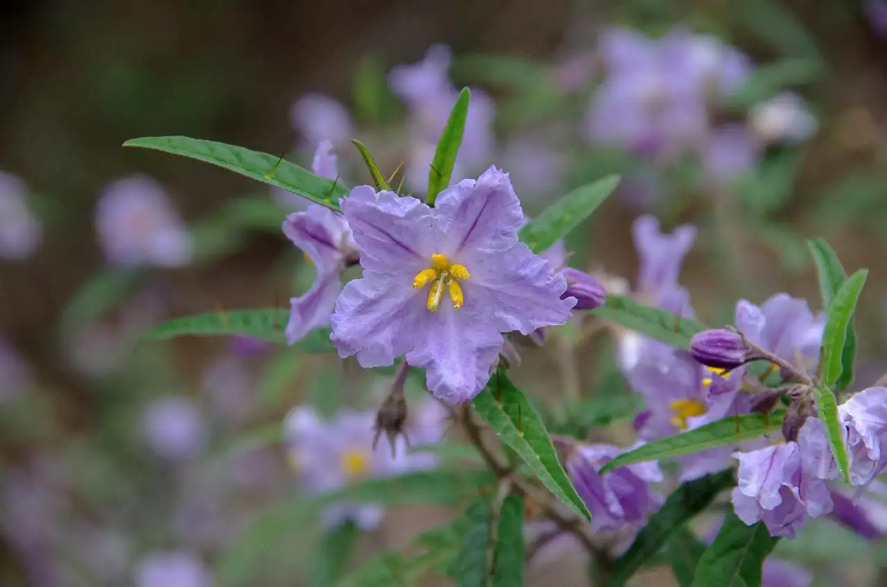 免费算命八字算命婚姻配对 八字合婚打分