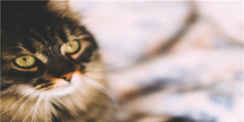 2020年农历二月二十二适合结婚吗,日子好不好