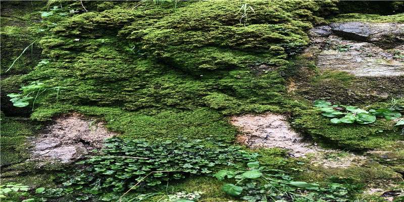 2020年2月生肖属马和生肖属羊哪几天适合结婚