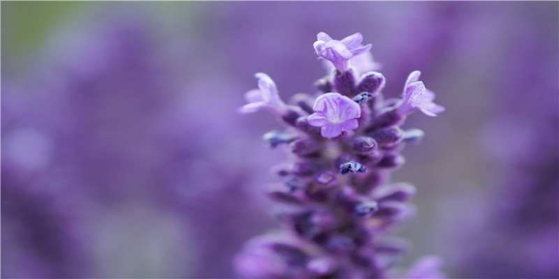 2020年11月5号可以结婚吗,农历九月二十是嫁娶黄道吉日吗