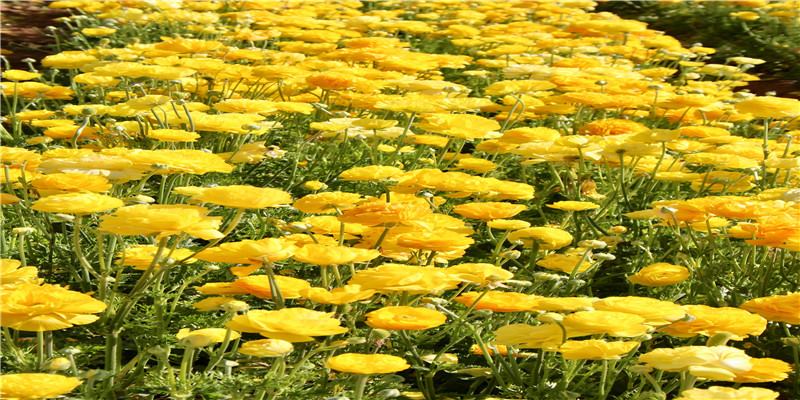 2021年属鸡人和属狗人结婚办喜事黄道吉日一览表