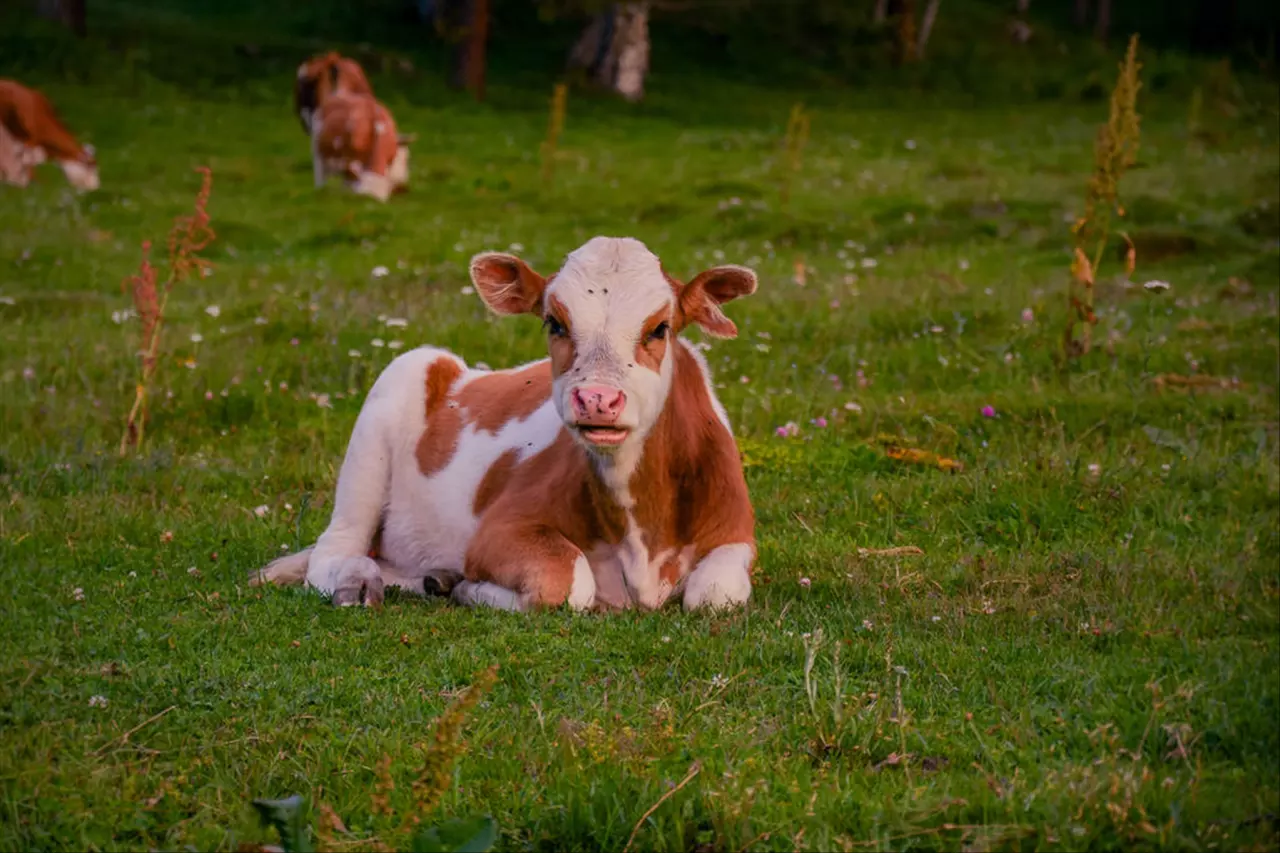 022年每日运势查询