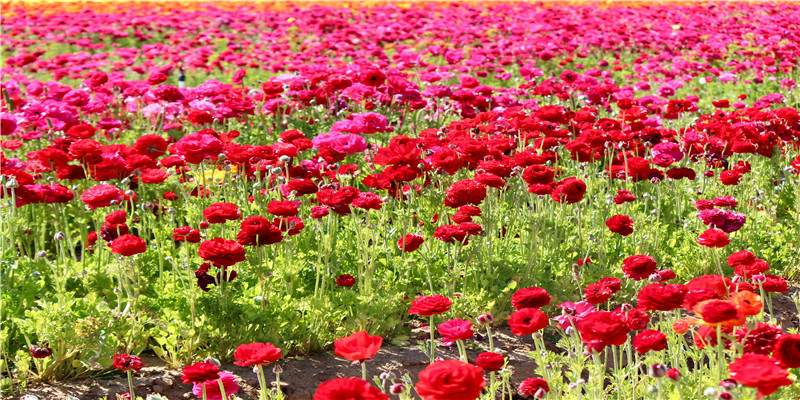 2020年2月生肖属马和生肖属羊哪几天适合结婚