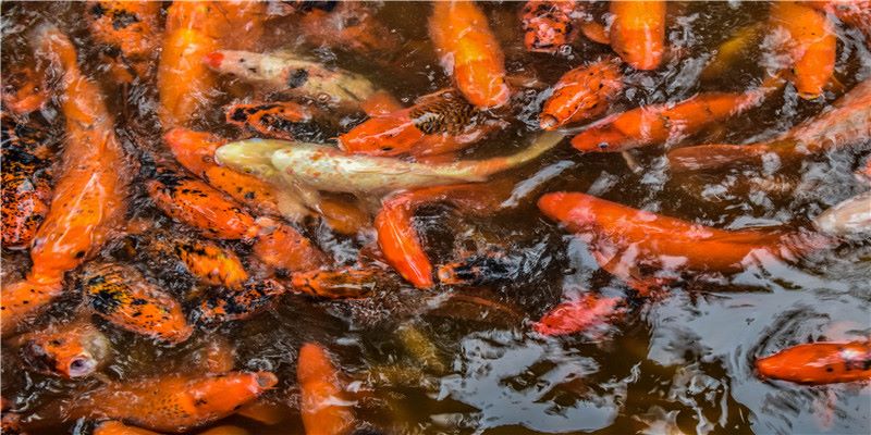 2019年农历十二月初二结婚好吗，腊月初二宜嫁娶吗