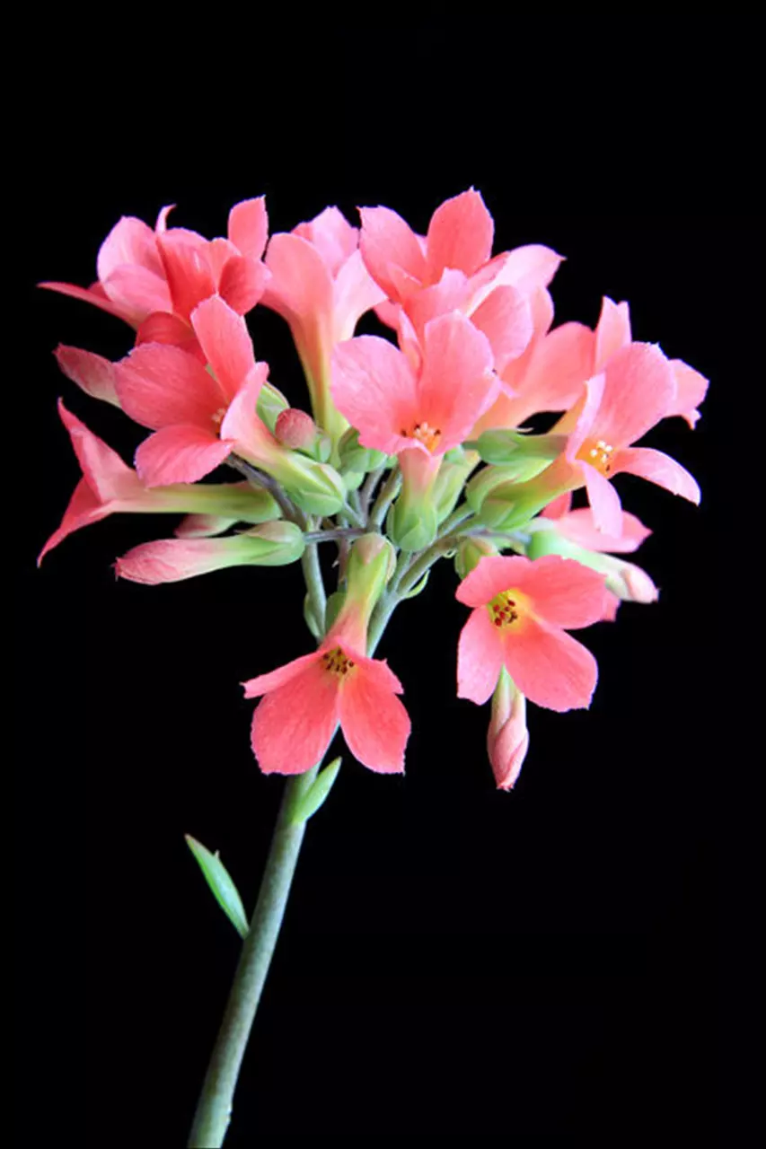 八字算命免费测八字周易算命 易经免费算命批八字