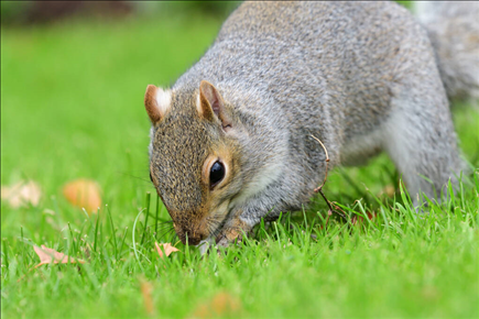 今日特吉的生肖运势吉凶 今日财运最旺的生肖