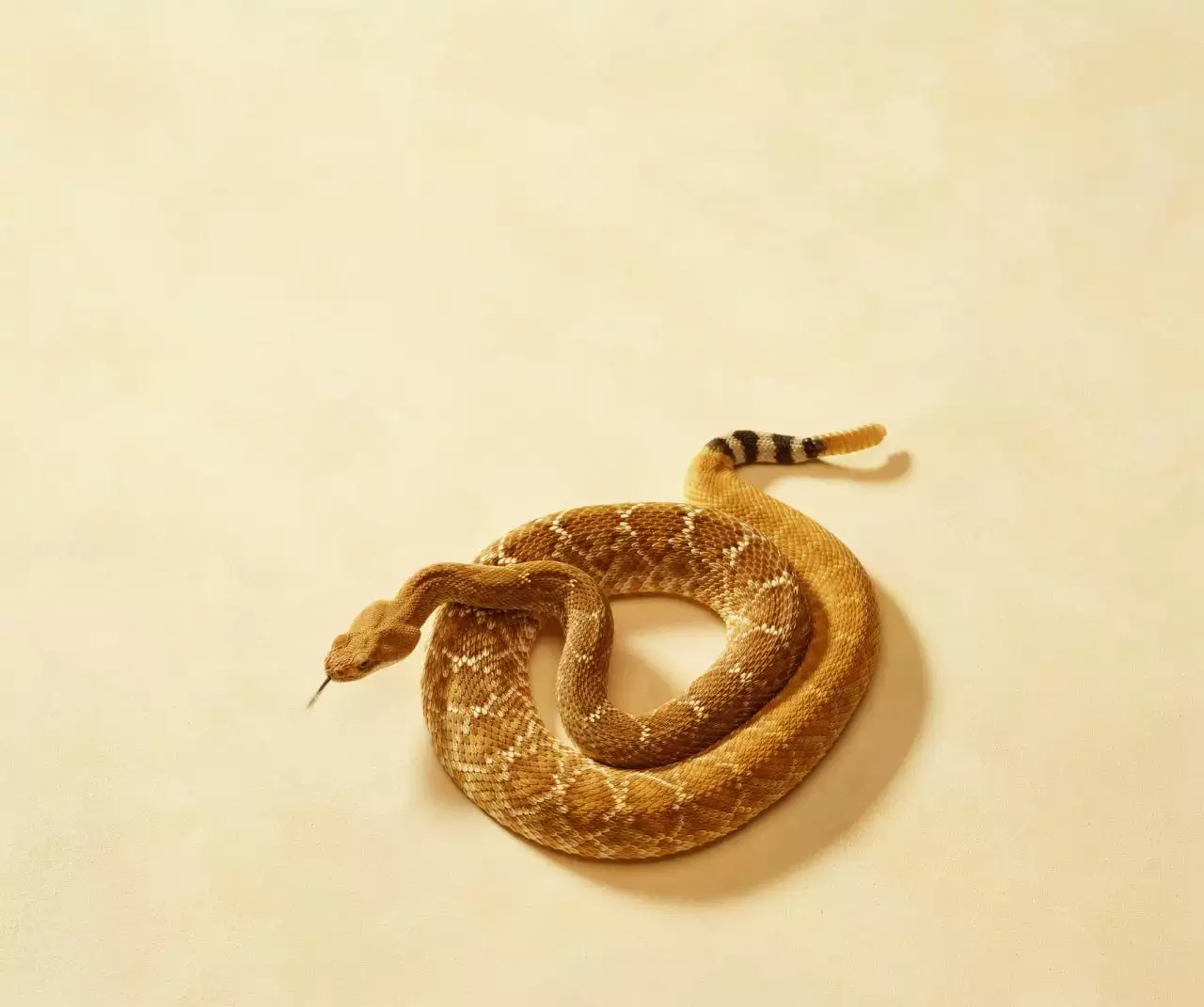 2生肖下周运势提前报