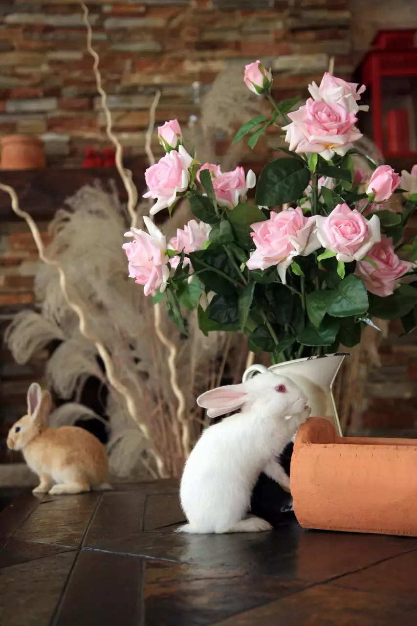 每日十二生肖运势播报 十二生肖运势每日运程