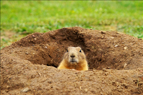 今天什么生肖财运最佳 今日偏财运最旺生肖