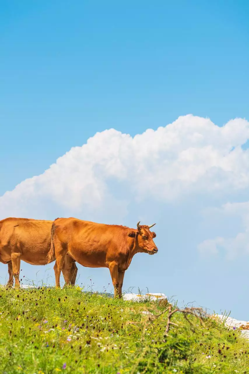 兔在天上不吃草是什么生肖 寒梅傲雪留清香的生肖