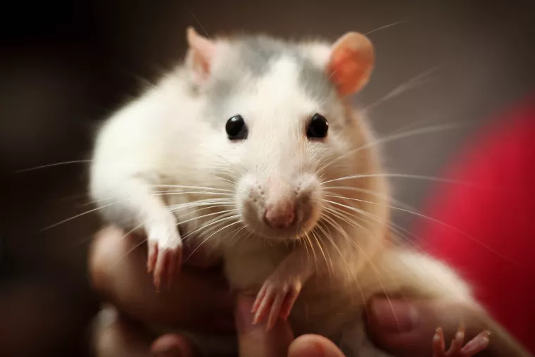 022年12生肖49码图