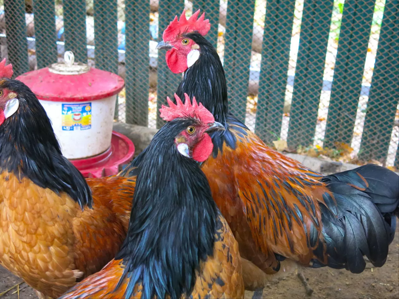 022年属鸡的全年运程