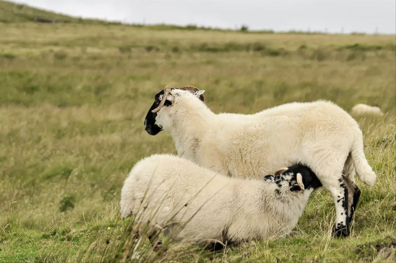 022年属羊人偏财运