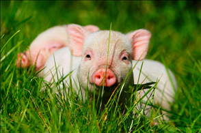 3年属猪人最旺的年龄