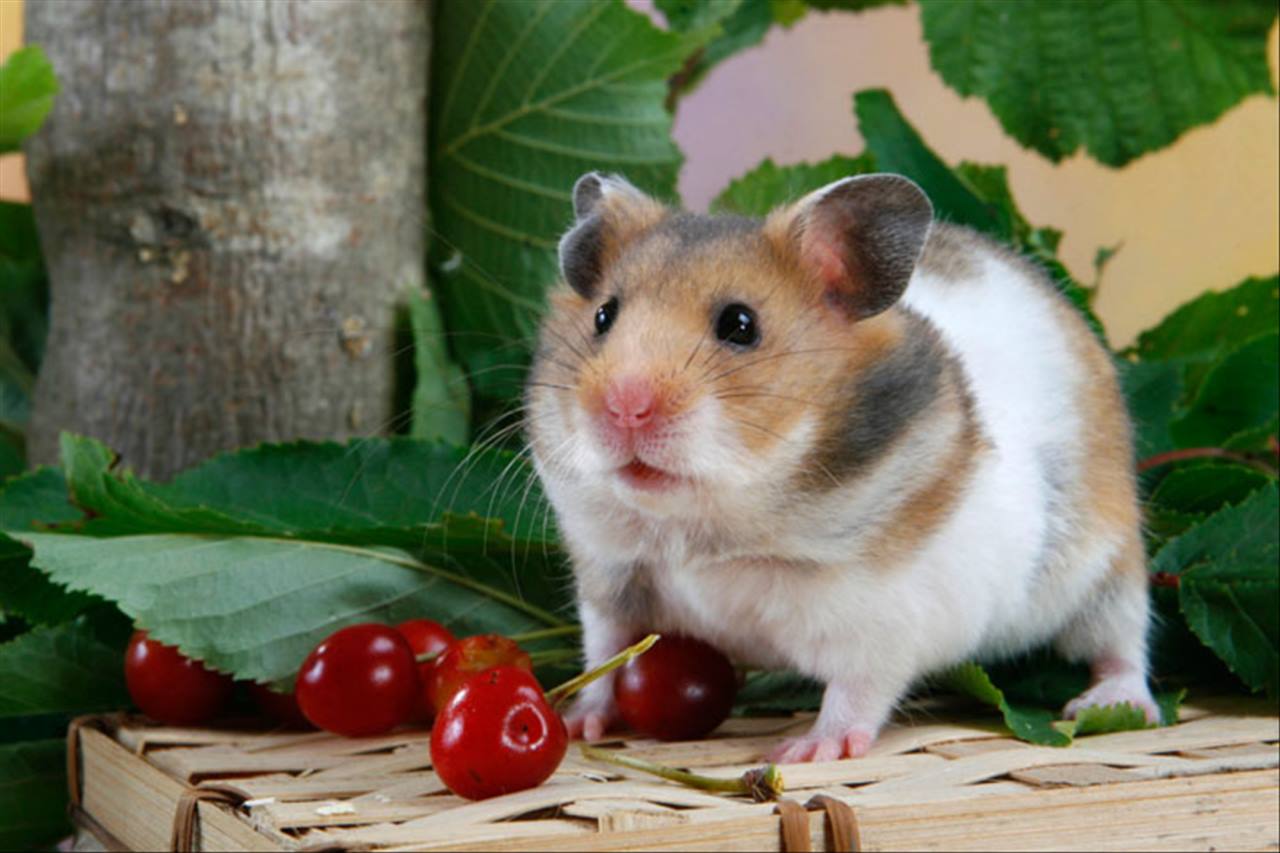 4年属鼠人39岁有桃花劫