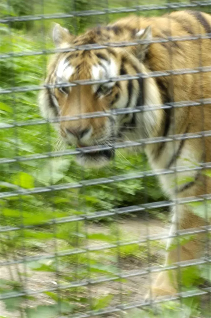 986年属虎人2022年运势