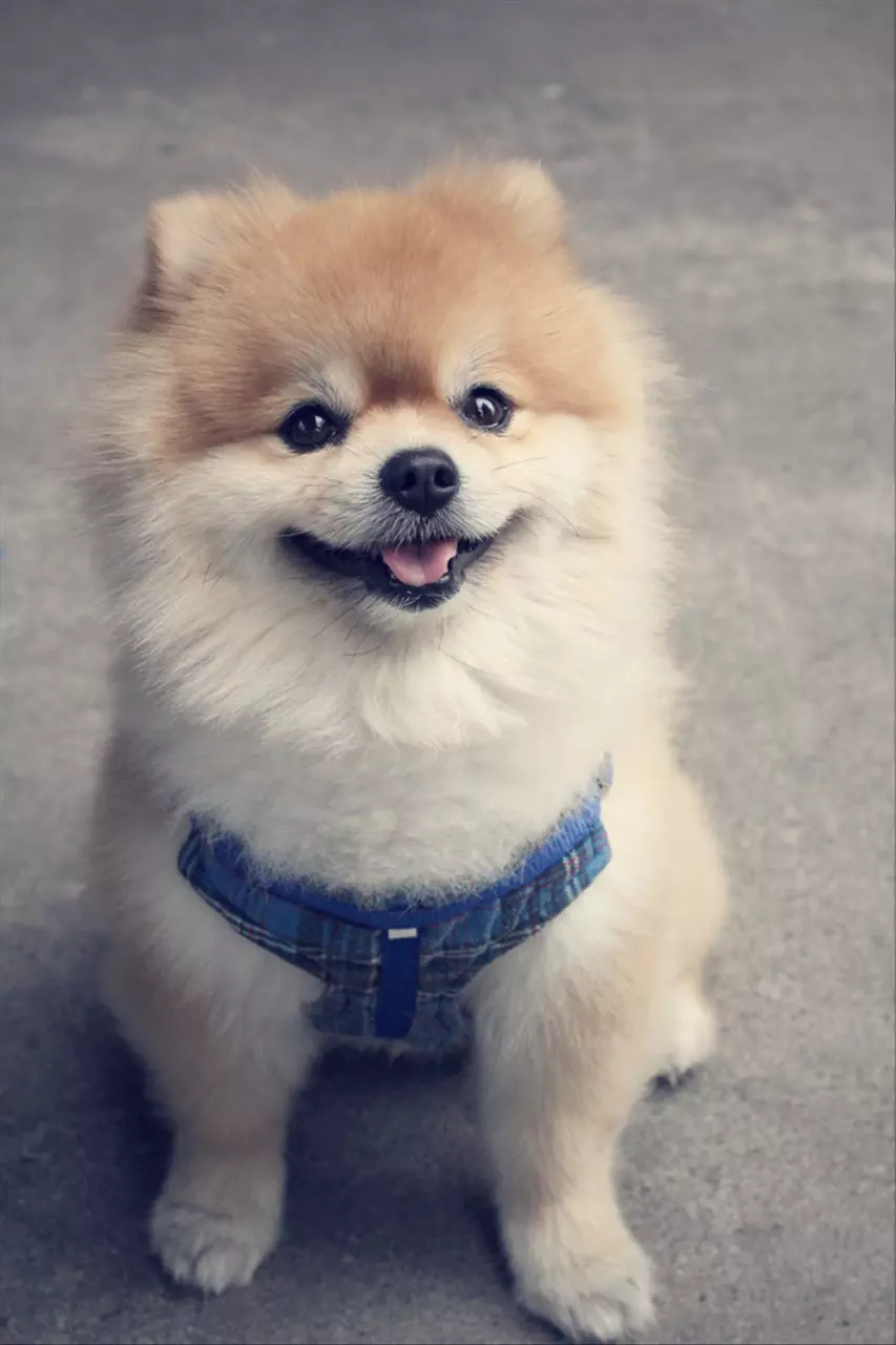 今天属狗的偏财运怎么样 今年属狗的财运好不好