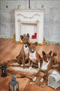 4年属狗28岁姻缘如何