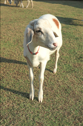 022年属羊人的全年运势