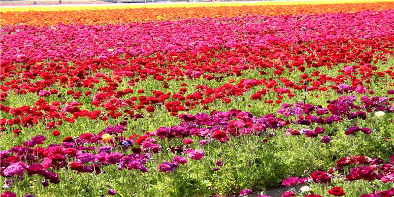 周公解梦梦见自己结婚 对象不同寓意不同