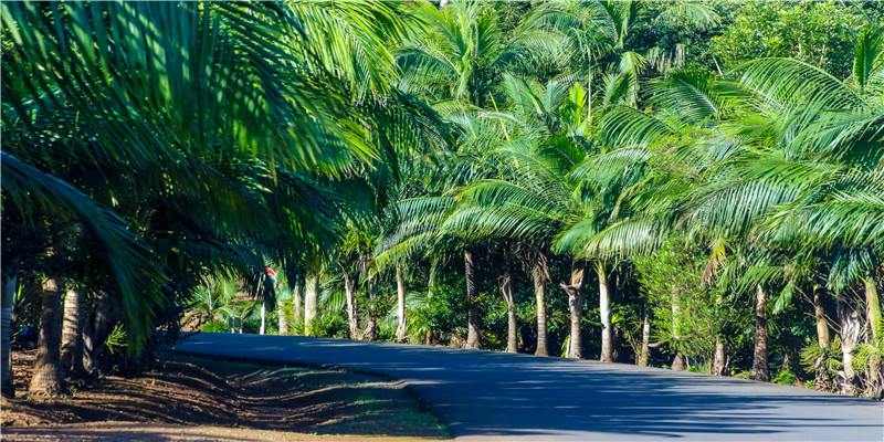 生意人梦见梨树，财运到！