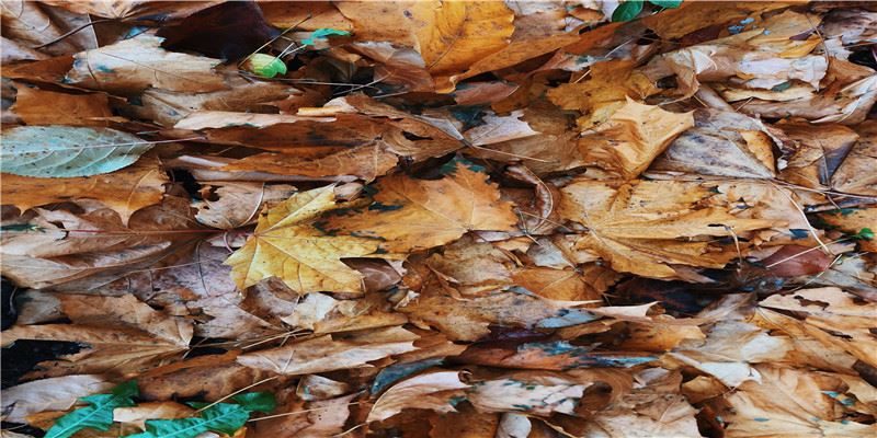 已婚妇女梦见猫，化身侦探，把第三者扼杀在摇篮里