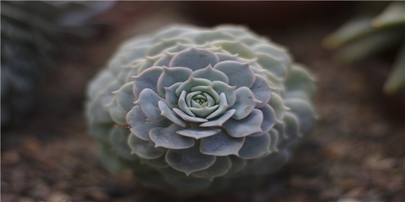 孕妇梦见爬坡意味着什么