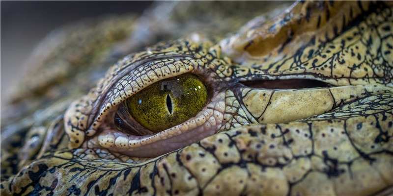 解梦：结婚女人梦见自己在吃葡萄，好孕到！