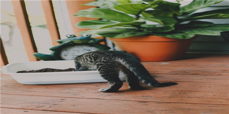 周公解梦丨梦见上厕所没带纸、当众出丑，此等尴尬的梦有何寓意？