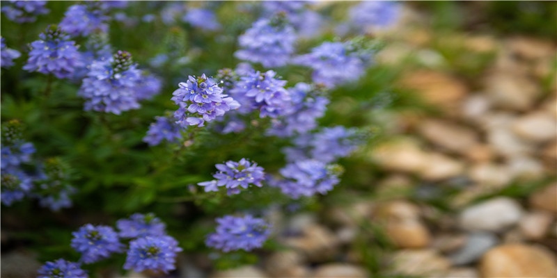 怀孕6周梦到有人去世了,第二天检查发现胎停了