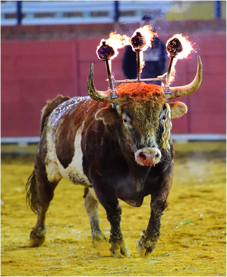 十二生肖每天的运势查询 属相运势查询每日更新