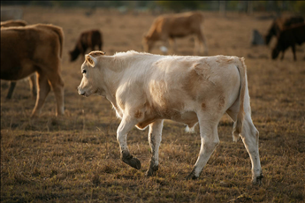 牛年运势测算2022 85年属牛一生三大劫难
