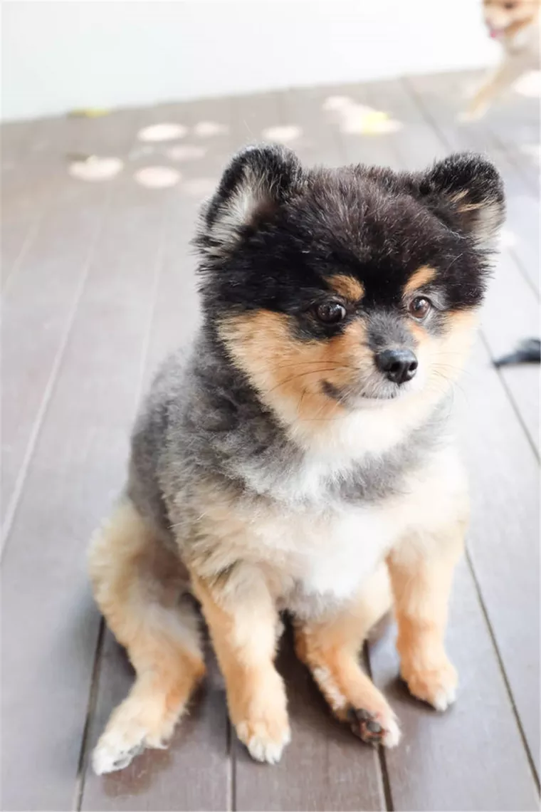 4年属狗人注定的婚姻