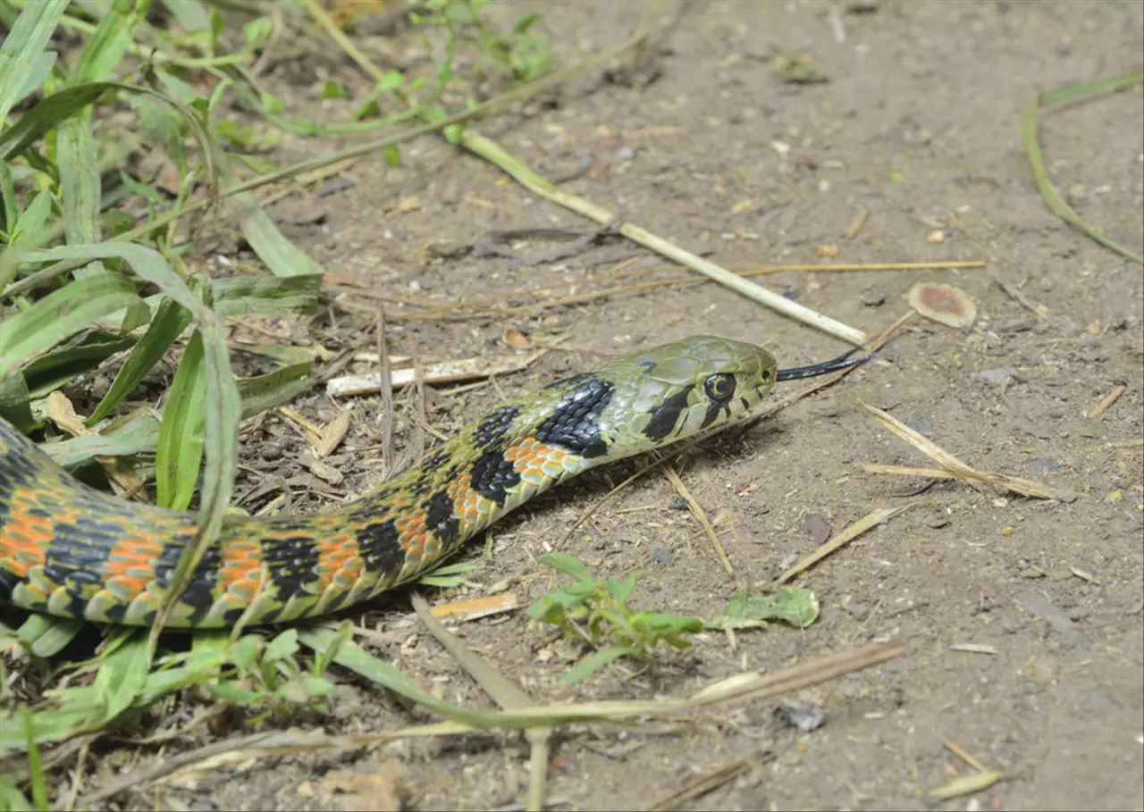 男兔女蛇千万别在一起 为什么蛇和兔不能做夫妻