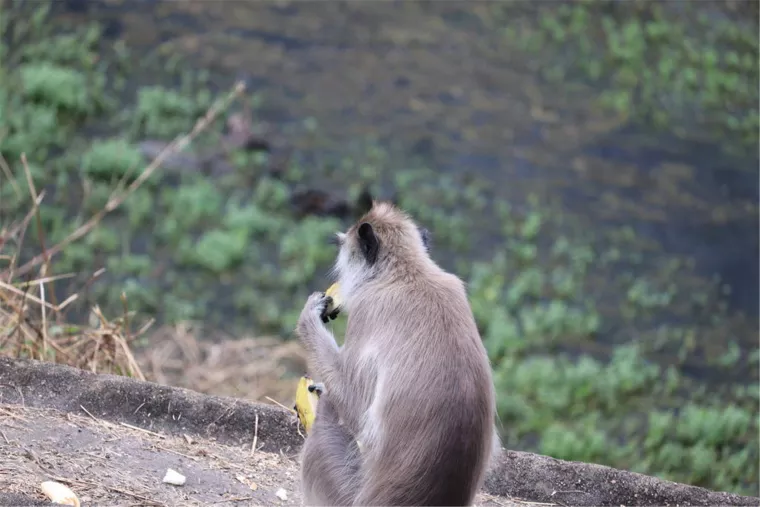 2年属猴一生大劫年