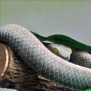 男兔女蛇千万别在一起 为什么蛇和兔不能做夫妻